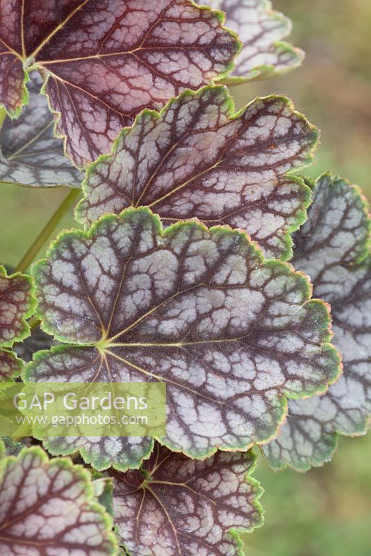 Heuchera 'Beauty Colour'