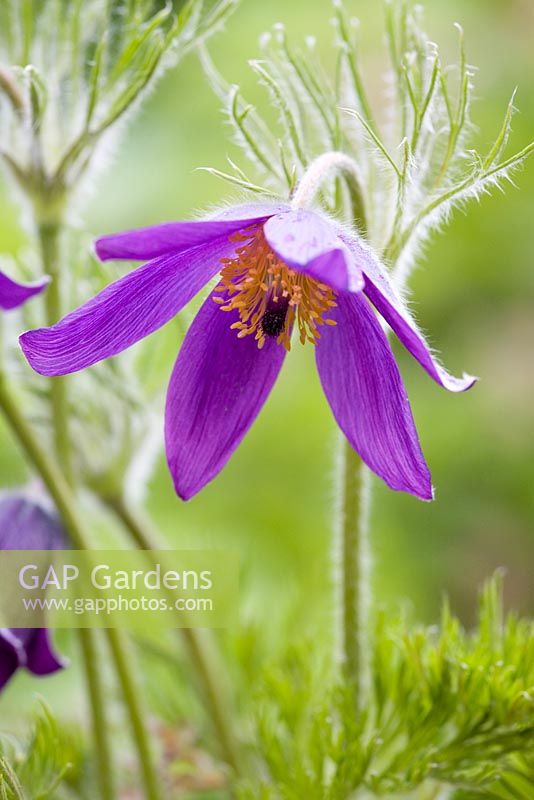 Pulsatilla vulgaris - Pasque flower