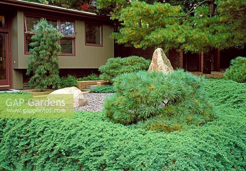 Japanese influenced design for this suburban Boston garden, pines planted in stone and gravel garden.