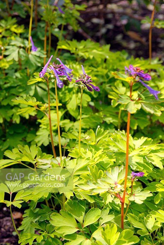 Corydalis 'Spinners'