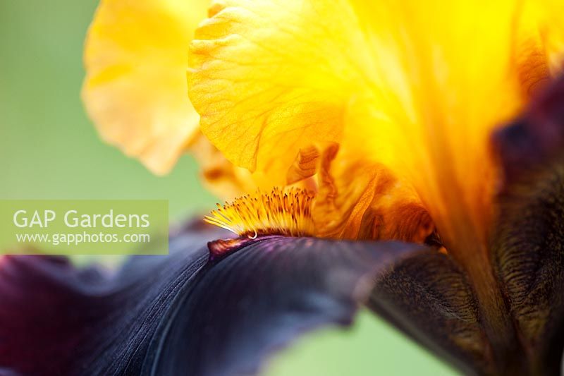 Iris 'Dwight Enys' - Tall bearded iris flower