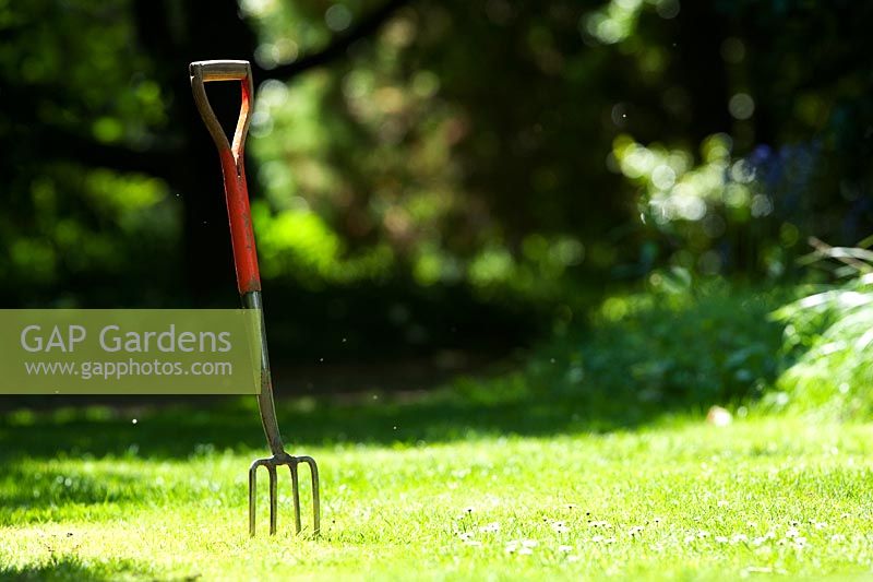 Garden fork in a lawn in a sunny garden