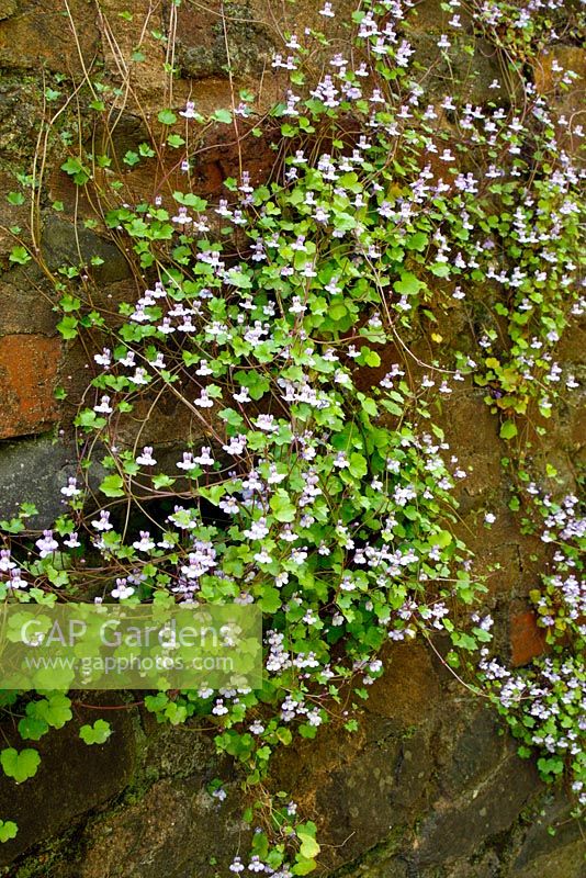 Cymbalaria muralis - Ivy leaved Toadflax growing on a North facing wall