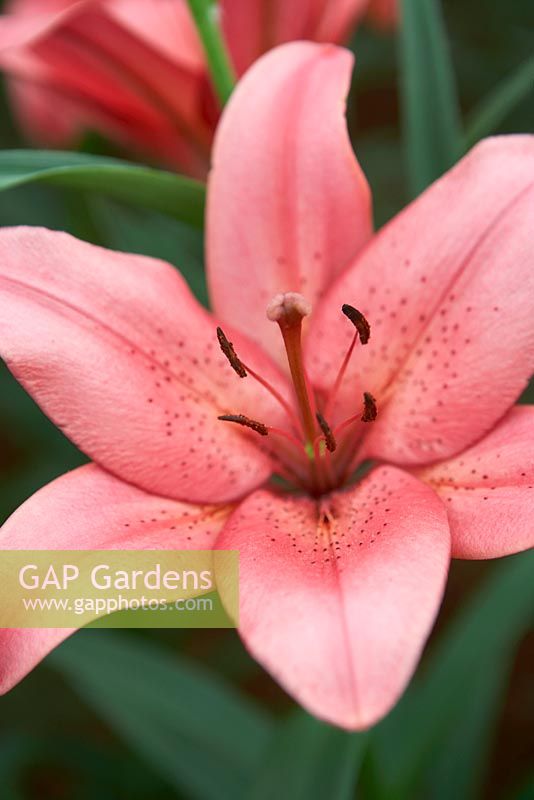 Lilium 'Dani Afrin' Longiflorum x Asiatic - Lily Hybrid