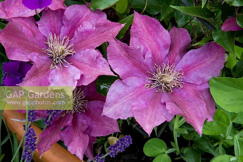 Clematis 'Picardy' - 20 St Stephens Avenue, St Albans, Hertfordshire NGS Garden