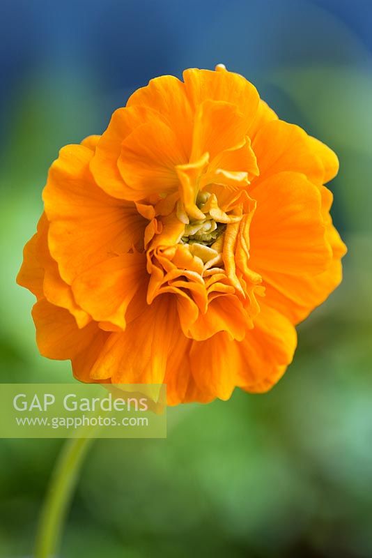 Tropaeolum majus 'Darjeeling Gold' - Nasturtium