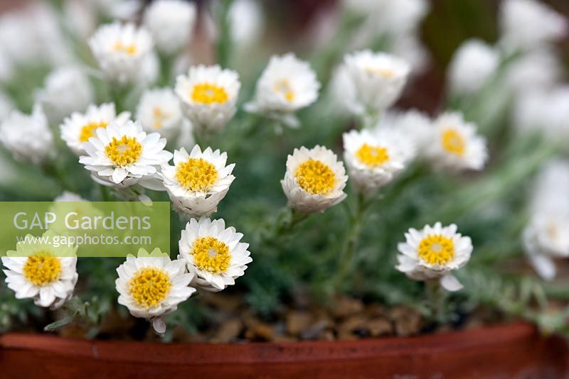 Helichrysum frigidum 