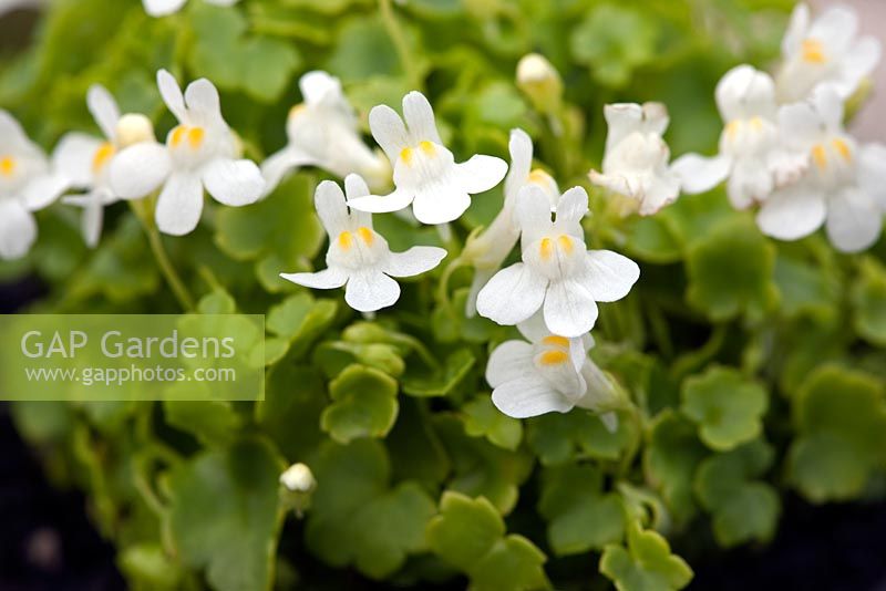 Cymbalaria muralis 'Nana Alba'