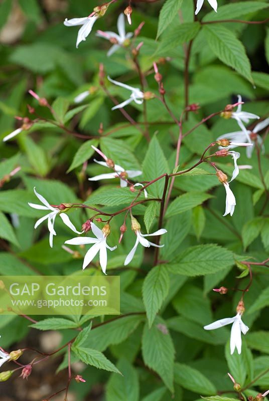 Gillenia trifoliata - The TENA Active Living Garden - BBC Gardeners' World Live 2009