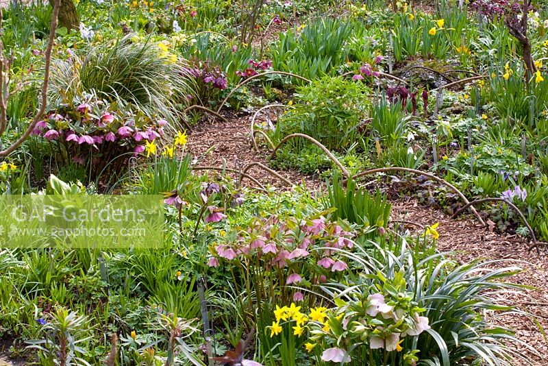 Bark path through borders of Helleborus and Narcissus in late winter