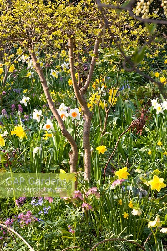 Mixed Spring border with Narcissus lerchensporn, Corydalis, Helleborus orientalis, Narcissus cylamineus 'February Gold' and Narcissus 'Professor Einstein' 