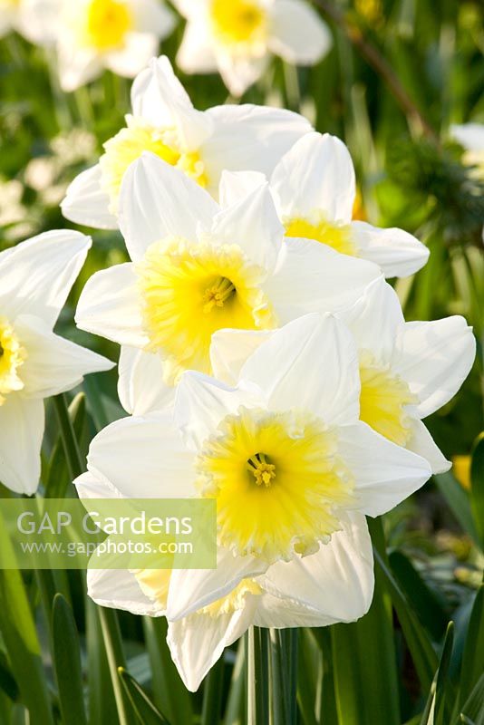 Narcissus 'Ice Follies'