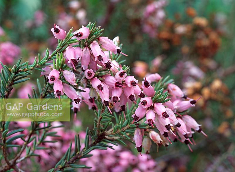 Erica erigena 'Irish Dusk'