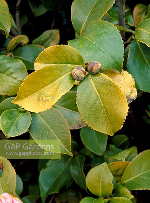Chlorosis iron deficiency on Camellia