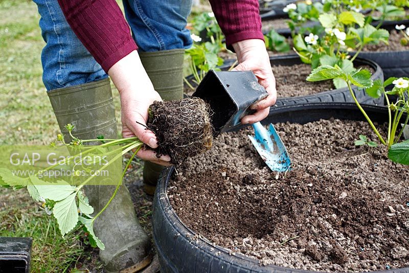 Planting strawberries - Removing the plant from the pot