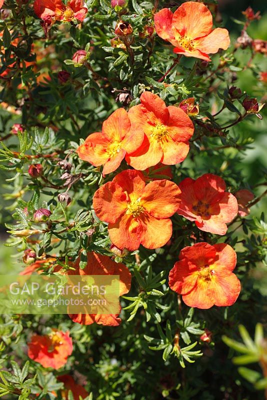 Potentilla fruticosa 'Red Ace'