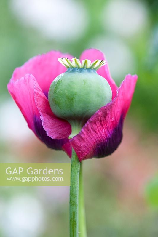 Papaver somniferum - Poppy and seedhead