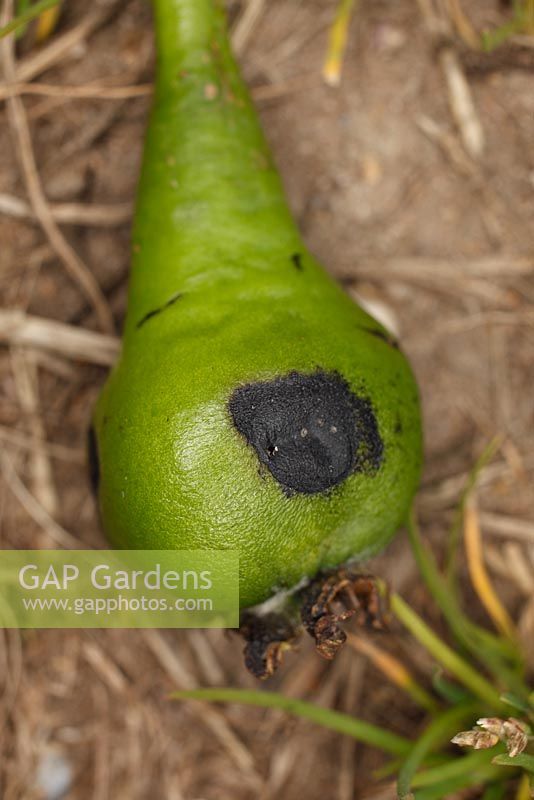 Contarinia pyrivora - Pear midge, fallen fruitlet showing larval exit hole