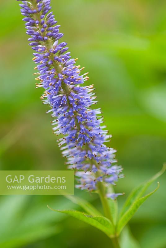 Veronicastrum virginicum 'Apollo'