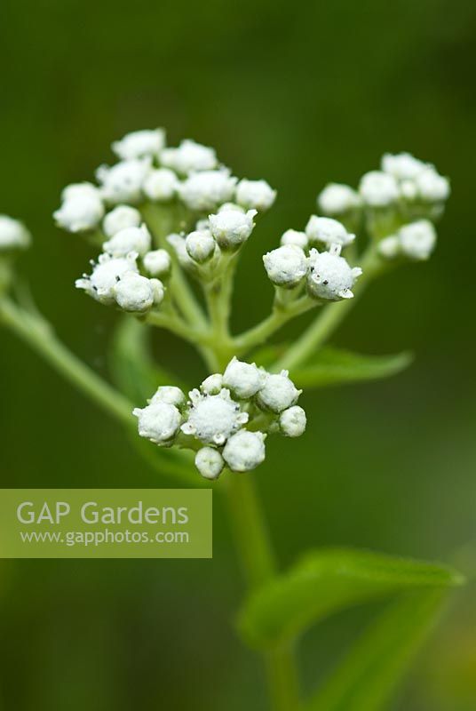 Parthenium virginicum syn Parthenium integrifolium