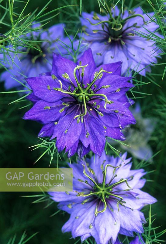 Nigella damascena