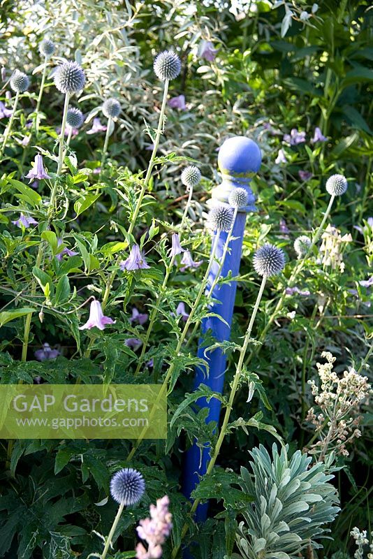 Echinops ritro planted with blue Clematis 