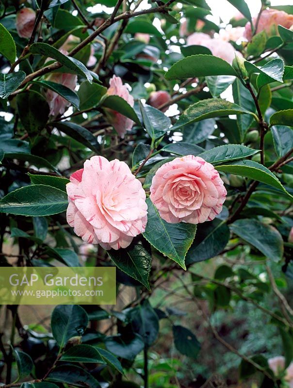 Camellia japonica 'William Bartlett'
