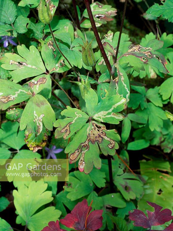 Leaf miner on Aquilegia