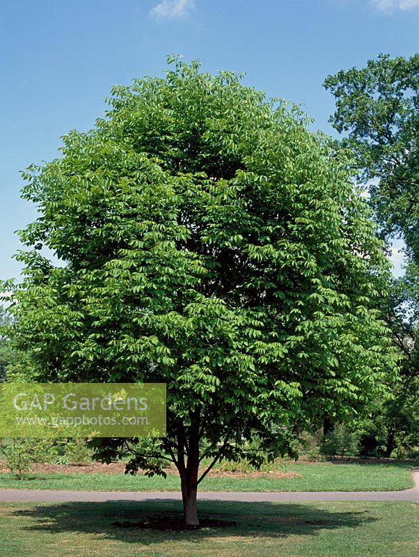 Fraxinus americana - White ash