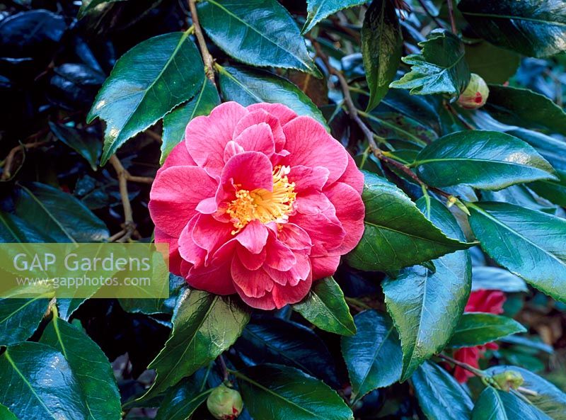 Camellia japonica 'Guilio Nuccio'