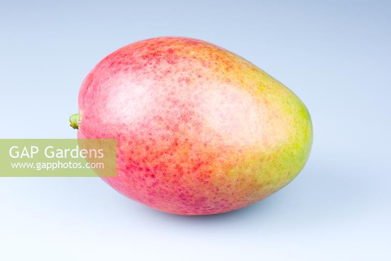 Mango fruit against white background
