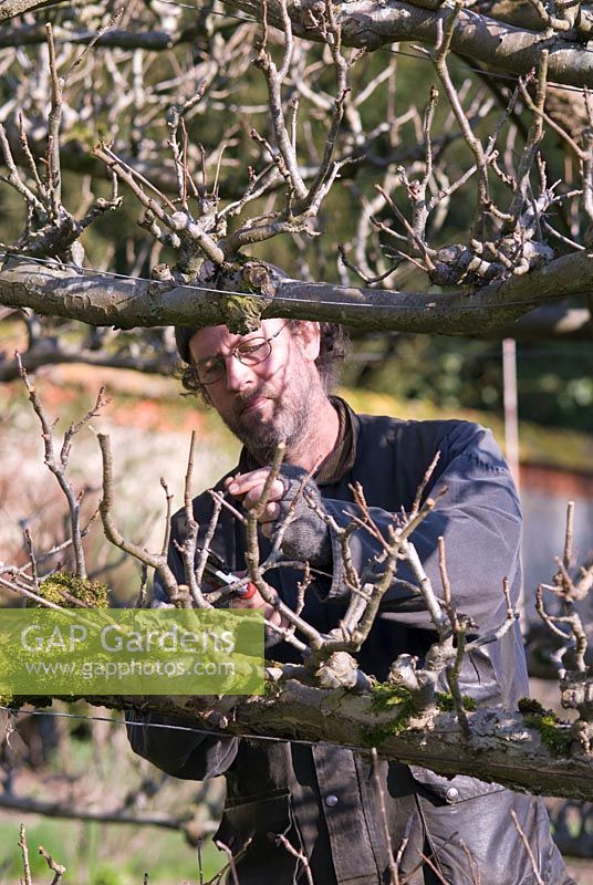 The Head Gardener working in the tunnel of apple trees in the Walled Vegetable Garden, Heale House Gardens, Wiltshire