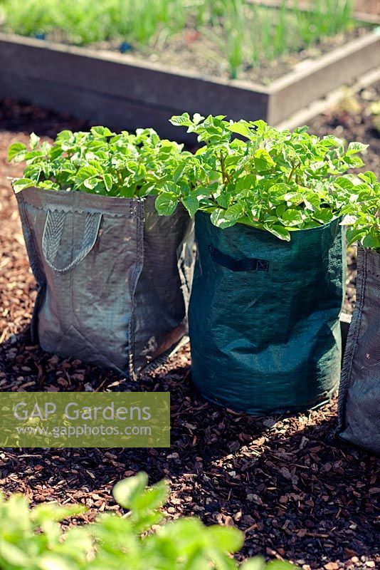 Potatoes being grown in sacks and bags