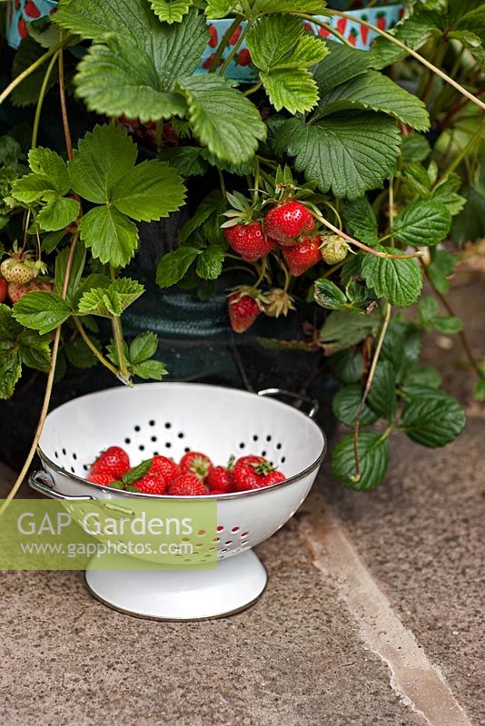 Fragaria x ananassa 'Honeoye' - Harvesting strawberries from a patio based strawberry growing bag