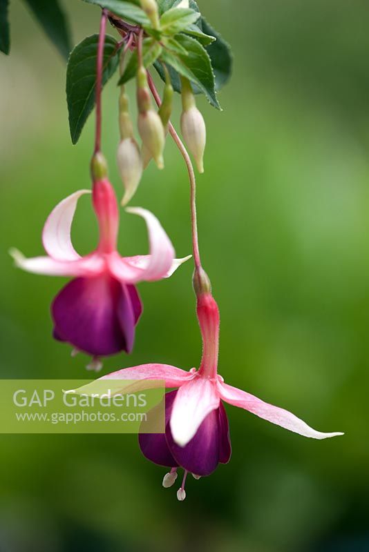 Fuchsia 'Auntie Jinks'