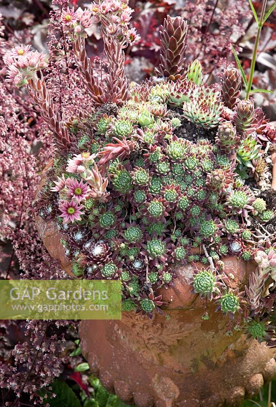 Echeveria secunda, clump forming perennial succulent with rosettes of broad fleashy green leaves reddened towards the tip in scree garden - Woodpeckers, Warwickshire
