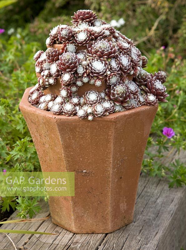 Sempervivum arachnoideum, mat forming succulent with rosettes that are covered in cobwebs of white hairs in terracotta pot -Woodpeckers, Warwickshire
