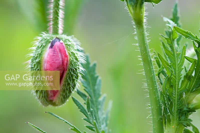 Papaver rhoeas - Poppy flower emerging from sheath