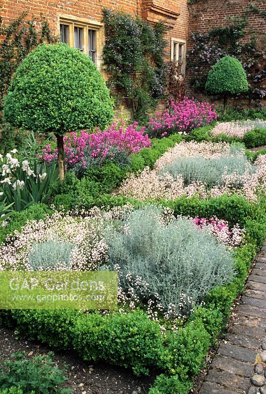 Formal physic herb garden with Buxus  topiary hedges, Santolina and Saxifraga x urbium - Greys Court Oxfordshire