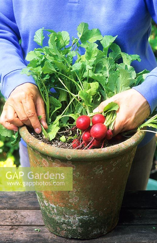 Harvesting pot container grown Radish 'Cherry Bell'