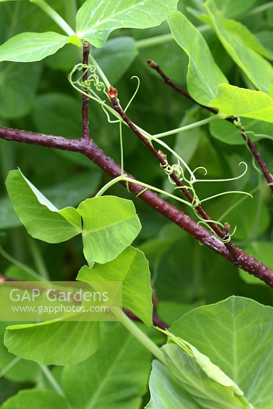 Pisum - Pea tendrils clinging to pea sticks