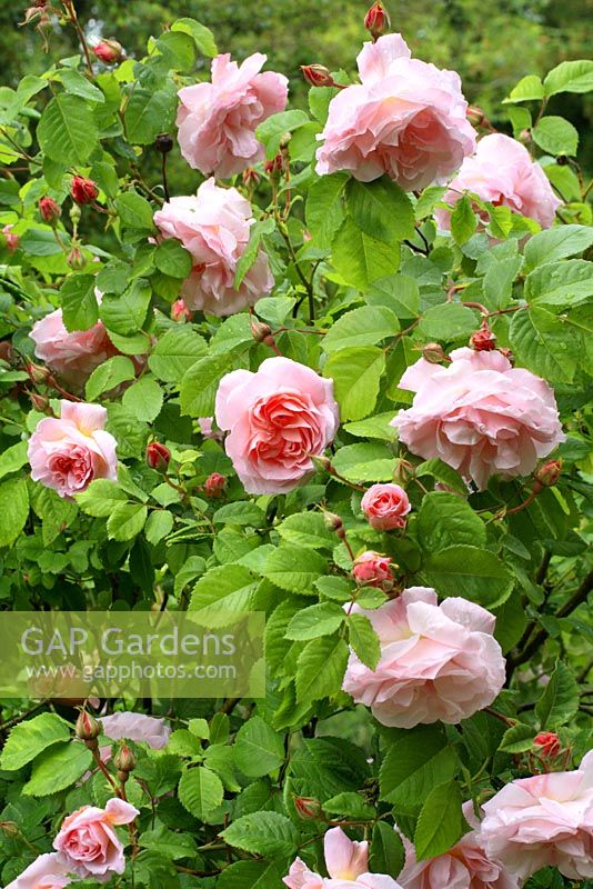 Rosa 'Fritz Nobis'