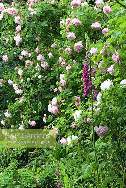 Digitalis backed by Rosa 'Fritz Nobis' and Rosa 'Mary Rose' in June