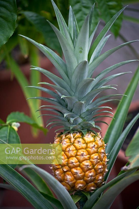 Ananas comosus - Pineapple