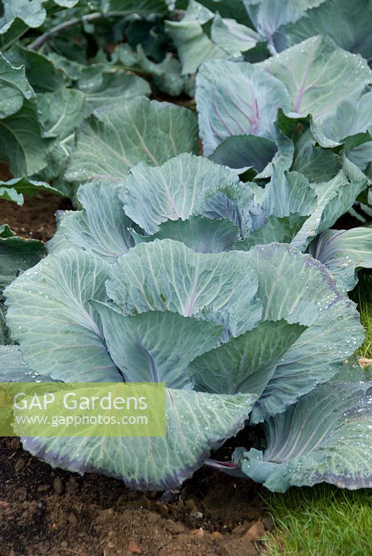 Cabbage 'Red Jewel', Growing Tastes Allotment, Winchester Growers, RHS Hampton Court Palace Flower Show 2009