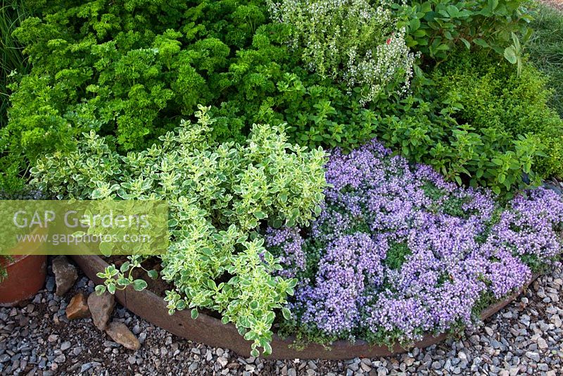 A herb wheel with planting including Thymus, Origanum and Petroselinum in 'The Growing Tastes Allotment Garden' at RHS Hampton Court Flower Show 2009
