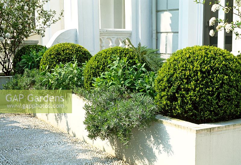 London front garden with box balls