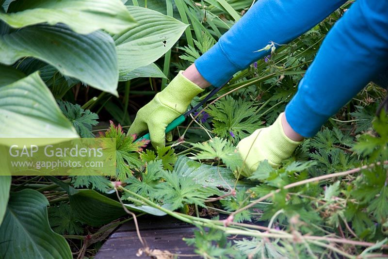 Cutting back old flowerheads from Geranium