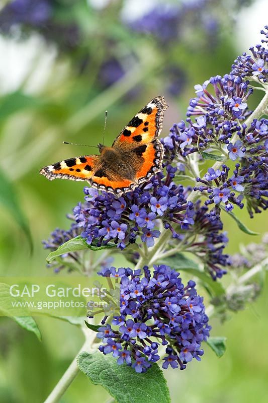 Nymphalis urticae - Small tortoiseshell butterfly feeding on buddleja 