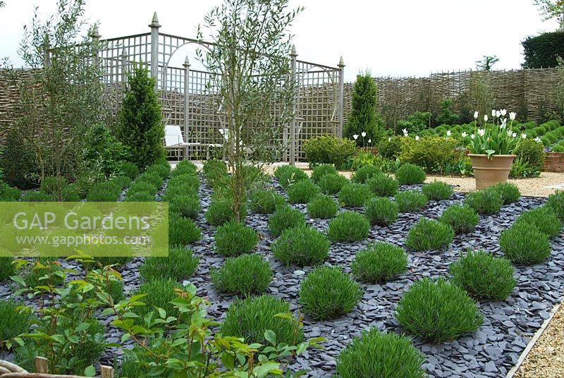 The Secret Garden, inspired by Islamic gardens and Mediterranean planting styles. Trellis around seating area features Moorish arches. Massed planting of lavender, Lavandula x intermedia 'Grosso' and santolina, S. pinnata 'Edward Bowles', is mulched with blue slate chippings to suppress weeds. Private garden, Dorset, UK